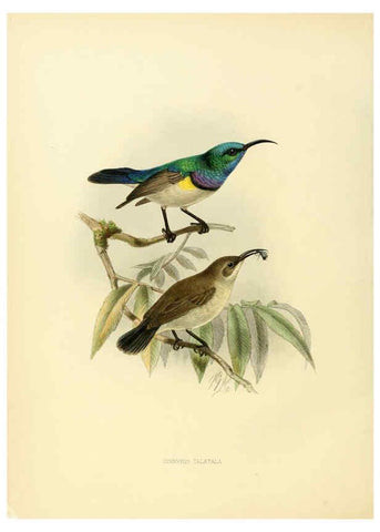 Reproducción/Reproduction 6431110663: A monograph of the Nectariniidae, or, Family of sun-birds London :Published by the author,1876-1880