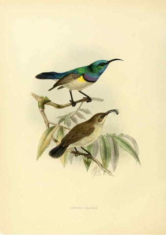 Reproducción/Reproduction 6431110663: A monograph of the Nectariniidae, or, Family of sun-birds London :Published by the author,1876-1880