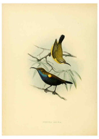 Reproducción/Reproduction 6431105363: A monograph of the Nectariniidae, or, Family of sun-birds London :Published by the author,1876-1880