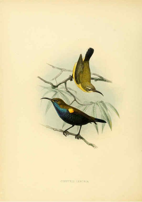 Reproducción/Reproduction 6431105363: A monograph of the Nectariniidae, or, Family of sun-birds London :Published by the author,1876-1880