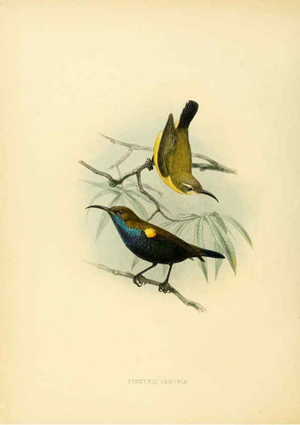 Reproducción/Reproduction 6431105363: A monograph of the Nectariniidae, or, Family of sun-birds London :Published by the author,1876-1880