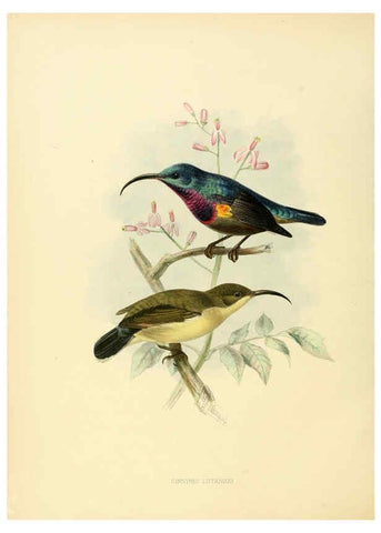 Reproducción/Reproduction 6431105729: A monograph of the Nectariniidae, or, Family of sun-birds London :Published by the author,1876-1880