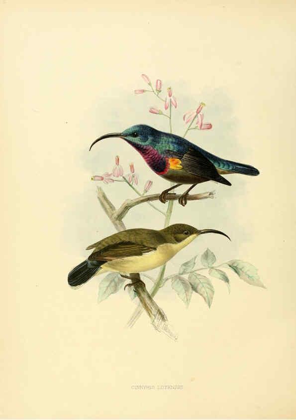 Reproducción/Reproduction 6431105729: A monograph of the Nectariniidae, or, Family of sun-birds London :Published by the author,1876-1880