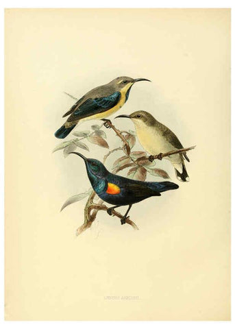 Reproducción/Reproduction 6431106037: A monograph of the Nectariniidae, or, Family of sun-birds London :Published by the author,1876-1880