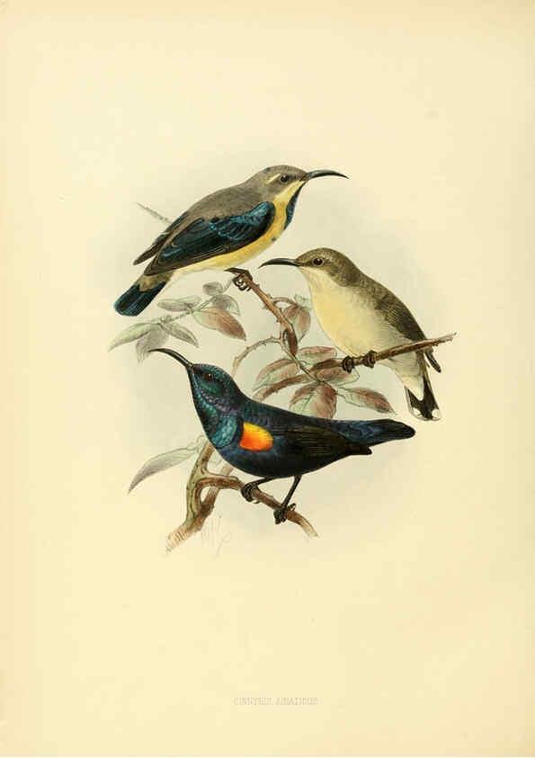 Reproducción/Reproduction 6431106037: A monograph of the Nectariniidae, or, Family of sun-birds London :Published by the author,1876-1880