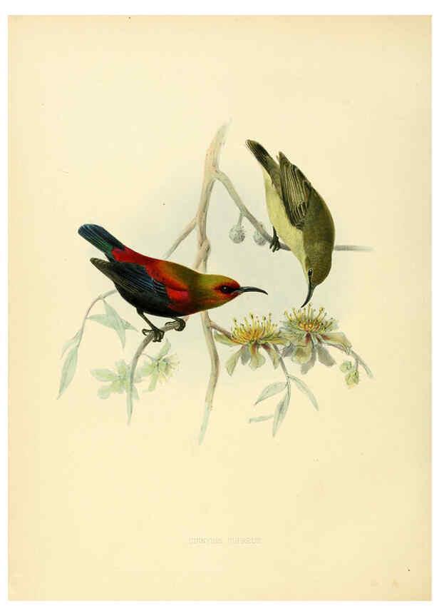 Reproducción/Reproduction 6431106365: A monograph of the Nectariniidae, or, Family of sun-birds London :Published by the author,1876-1880