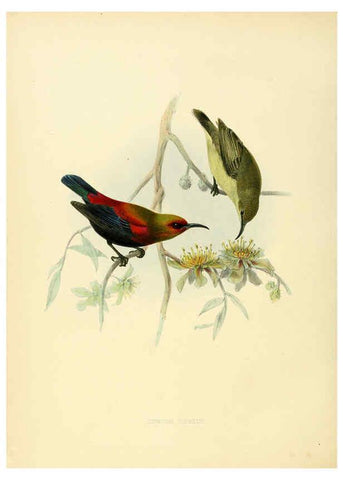 Reproducción/Reproduction 6431106365: A monograph of the Nectariniidae, or, Family of sun-birds London :Published by the author,1876-1880