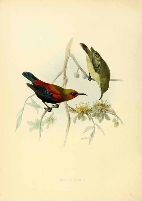 Reproducción/Reproduction 6431106365: A monograph of the Nectariniidae, or, Family of sun-birds London :Published by the author,1876-1880