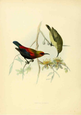 Reproducción/Reproduction 6431106365: A monograph of the Nectariniidae, or, Family of sun-birds London :Published by the author,1876-1880