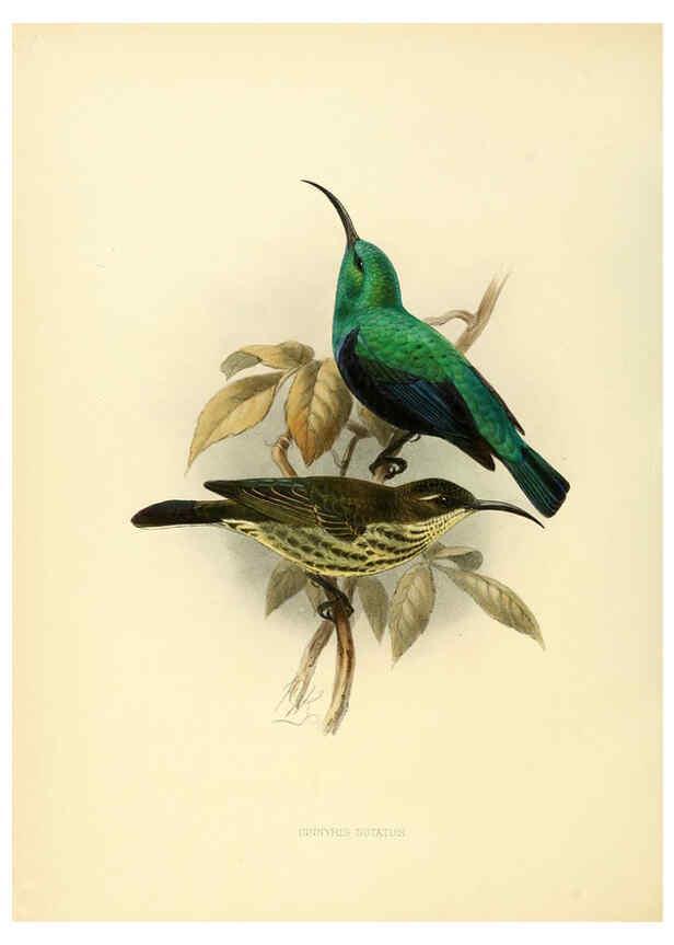 Reproducción/Reproduction 6431106661: A monograph of the Nectariniidae, or, Family of sun-birds London :Published by the author,1876-1880