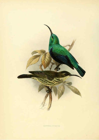 Reproducción/Reproduction 6431106661: A monograph of the Nectariniidae, or, Family of sun-birds London :Published by the author,1876-1880