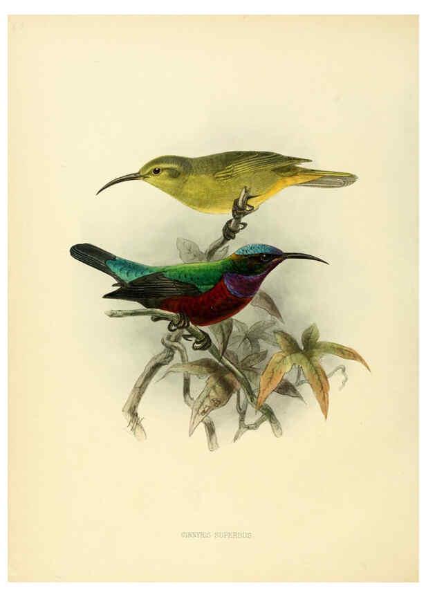 Reproducción/Reproduction 6431107015: A monograph of the Nectariniidae, or, Family of sun-birds London :Published by the author,1876-1880