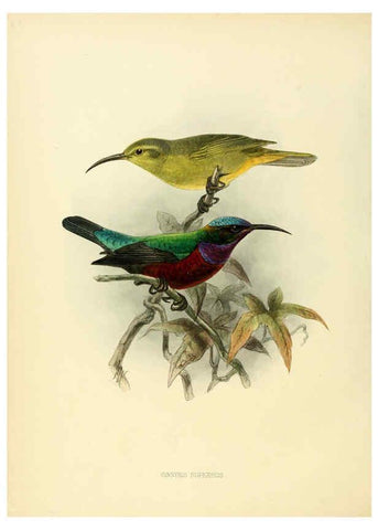 Reproducción/Reproduction 6431107015: A monograph of the Nectariniidae, or, Family of sun-birds London :Published by the author,1876-1880