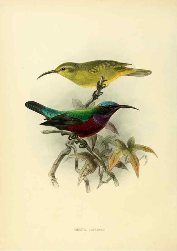 Reproducción/Reproduction 6431107015: A monograph of the Nectariniidae, or, Family of sun-birds London :Published by the author,1876-1880