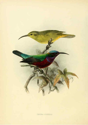 Reproducción/Reproduction 6431107015: A monograph of the Nectariniidae, or, Family of sun-birds London :Published by the author,1876-1880