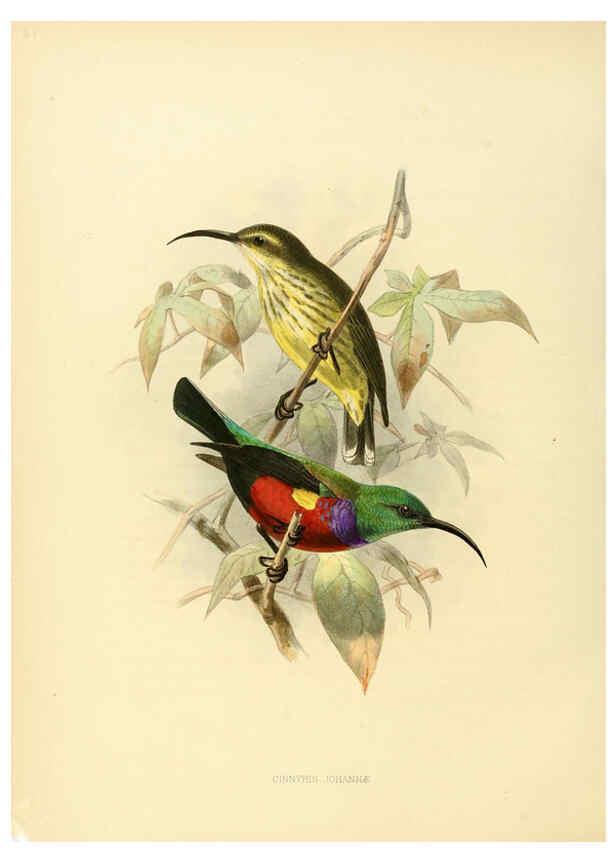Reproducción/Reproduction 6431107301: A monograph of the Nectariniidae, or, Family of sun-birds London :Published by the author,1876-1880