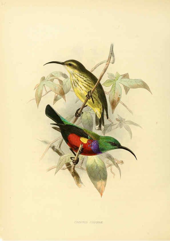 Reproducción/Reproduction 6431107301: A monograph of the Nectariniidae, or, Family of sun-birds London :Published by the author,1876-1880