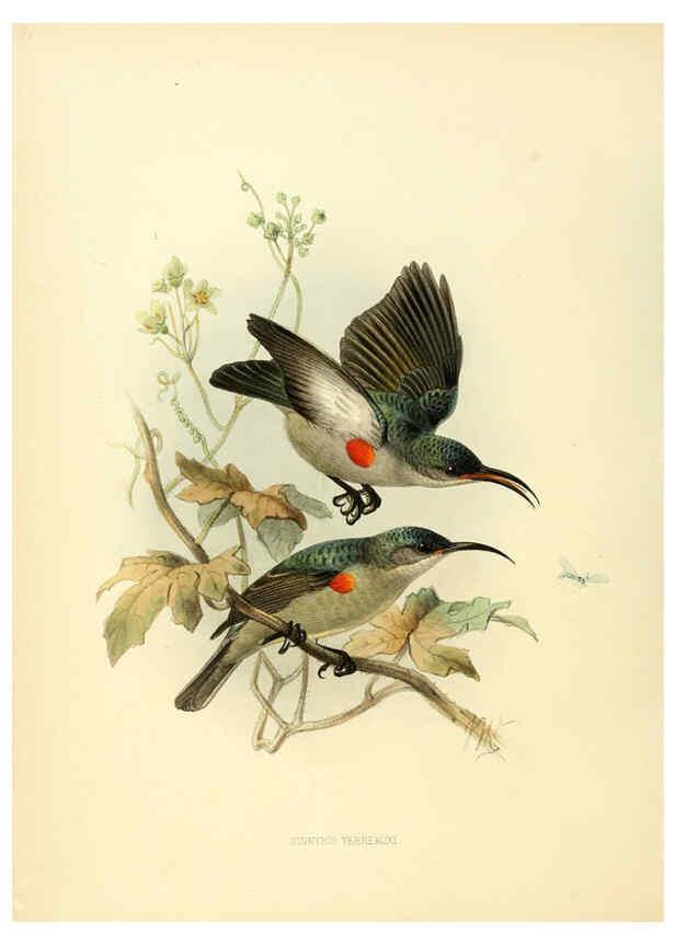 Reproducción/Reproduction 6431118107: A monograph of the Nectariniidae, or, Family of sun-birds London :Published by the author,1876-1880
