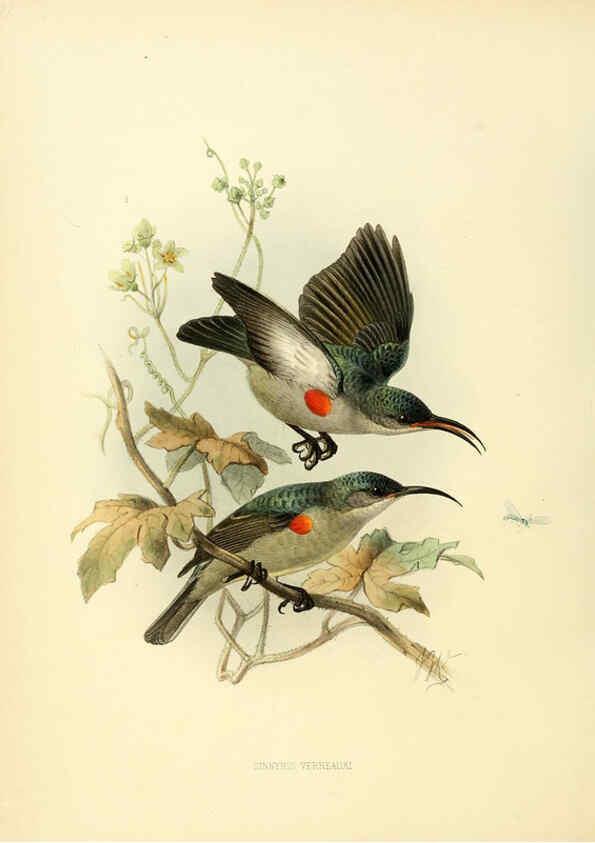 Reproducción/Reproduction 6431118107: A monograph of the Nectariniidae, or, Family of sun-birds London :Published by the author,1876-1880