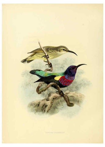 Reproducción/Reproduction 6431107617: A monograph of the Nectariniidae, or, Family of sun-birds London :Published by the author,1876-1880
