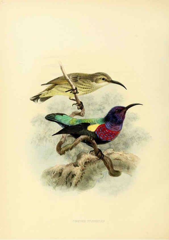 Reproducción/Reproduction 6431107617: A monograph of the Nectariniidae, or, Family of sun-birds London :Published by the author,1876-1880