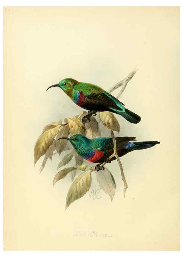 Reproducción/Reproduction 6431108181: A monograph of the Nectariniidae, or, Family of sun-birds London :Published by the author,1876-1880