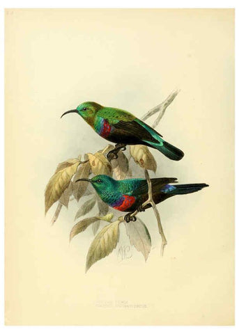 Reproducción/Reproduction 6431108181: A monograph of the Nectariniidae, or, Family of sun-birds London :Published by the author,1876-1880
