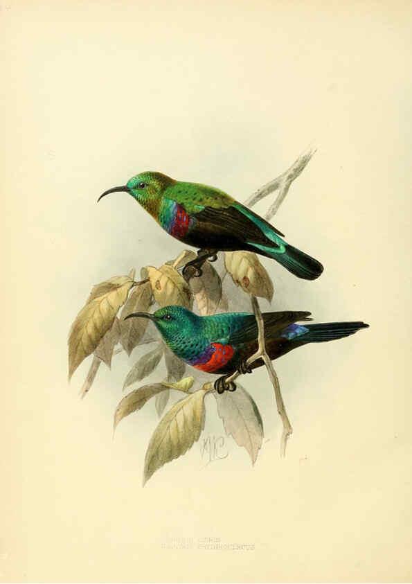Reproducción/Reproduction 6431108181: A monograph of the Nectariniidae, or, Family of sun-birds London :Published by the author,1876-1880