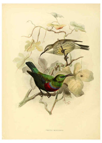 Reproducción/Reproduction 6431108491: A monograph of the Nectariniidae, or, Family of sun-birds London :Published by the author,1876-1880