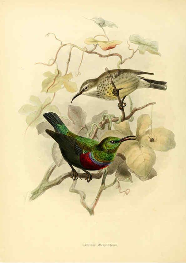 Reproducción/Reproduction 6431108491: A monograph of the Nectariniidae, or, Family of sun-birds London :Published by the author,1876-1880