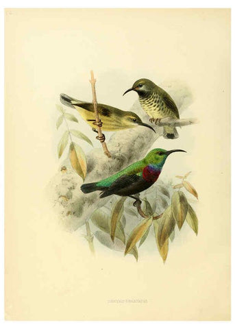 Reproducción/Reproduction 6431108779: A monograph of the Nectariniidae, or, Family of sun-birds London :Published by the author,1876-1880