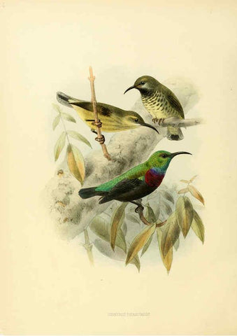 Reproducción/Reproduction 6431108779: A monograph of the Nectariniidae, or, Family of sun-birds London :Published by the author,1876-1880
