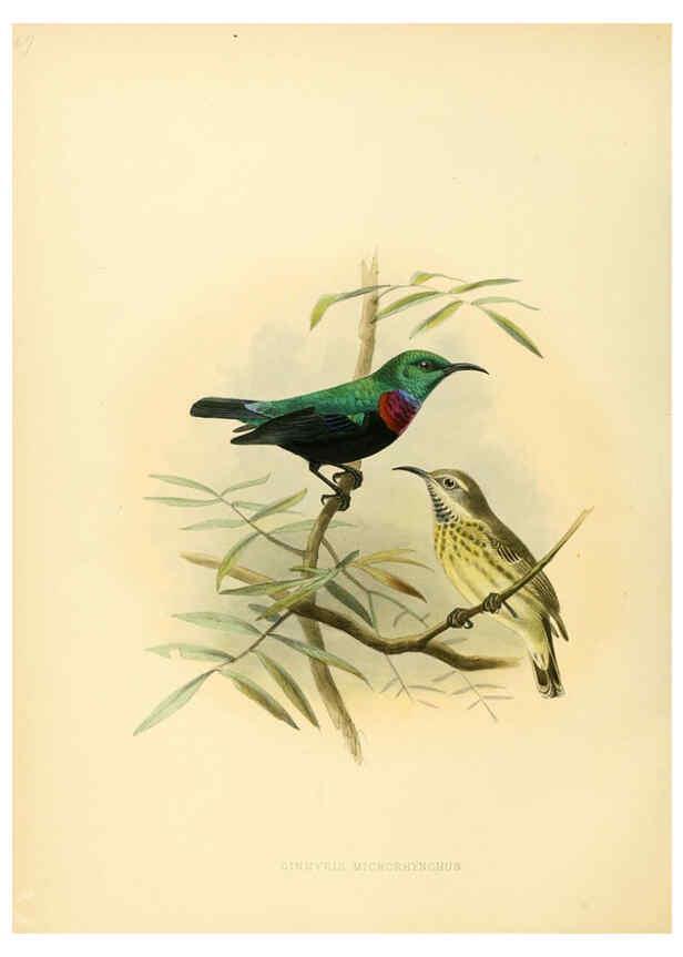 Reproducción/Reproduction 6431109209: A monograph of the Nectariniidae, or, Family of sun-birds London :Published by the author,1876-1880