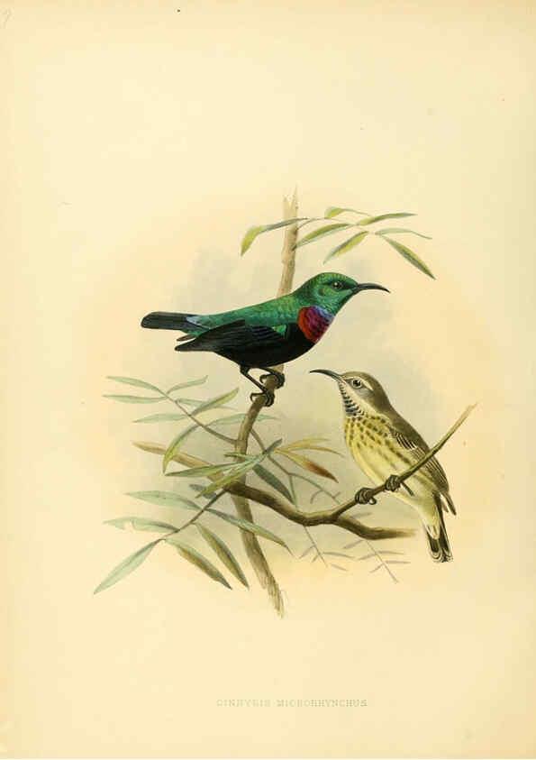 Reproducción/Reproduction 6431109209: A monograph of the Nectariniidae, or, Family of sun-birds London :Published by the author,1876-1880