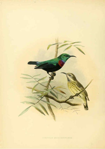 Reproducción/Reproduction 6431109209: A monograph of the Nectariniidae, or, Family of sun-birds London :Published by the author,1876-1880