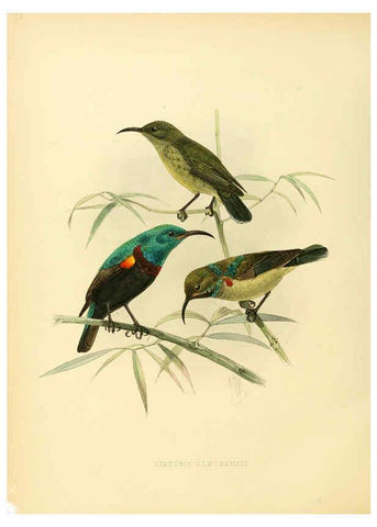 Reproducción/Reproduction 6431109531: A monograph of the Nectariniidae, or, Family of sun-birds London :Published by the author,1876-1880