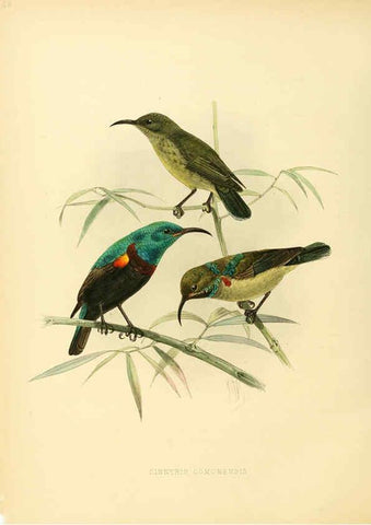Reproducción/Reproduction 6431109531: A monograph of the Nectariniidae, or, Family of sun-birds London :Published by the author,1876-1880