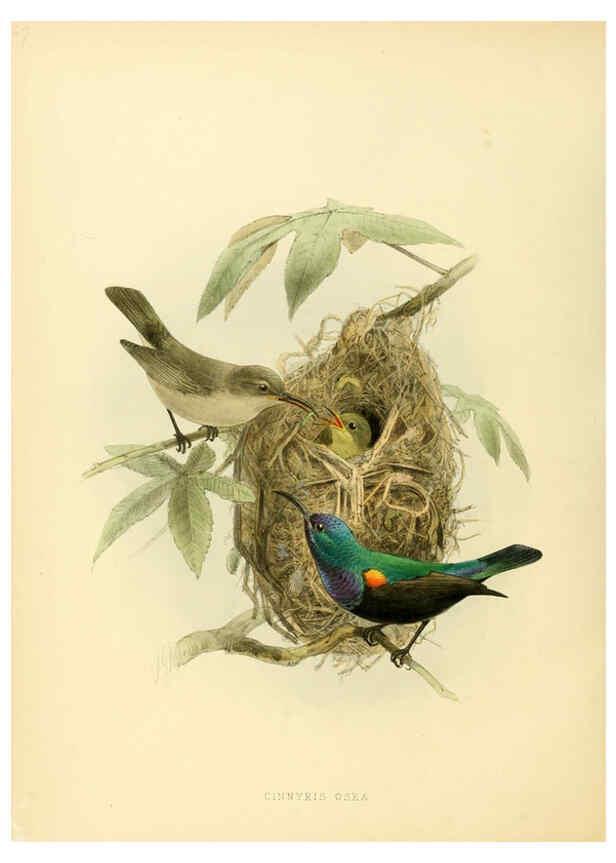 Reproducción/Reproduction 6431109837: A monograph of the Nectariniidae, or, Family of sun-birds London :Published by the author,1876-1880