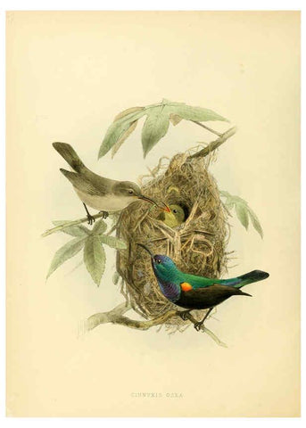 Reproducción/Reproduction 6431109837: A monograph of the Nectariniidae, or, Family of sun-birds London :Published by the author,1876-1880