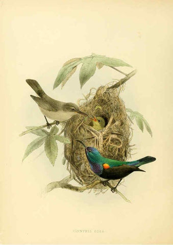 Reproducción/Reproduction 6431109837: A monograph of the Nectariniidae, or, Family of sun-birds London :Published by the author,1876-1880
