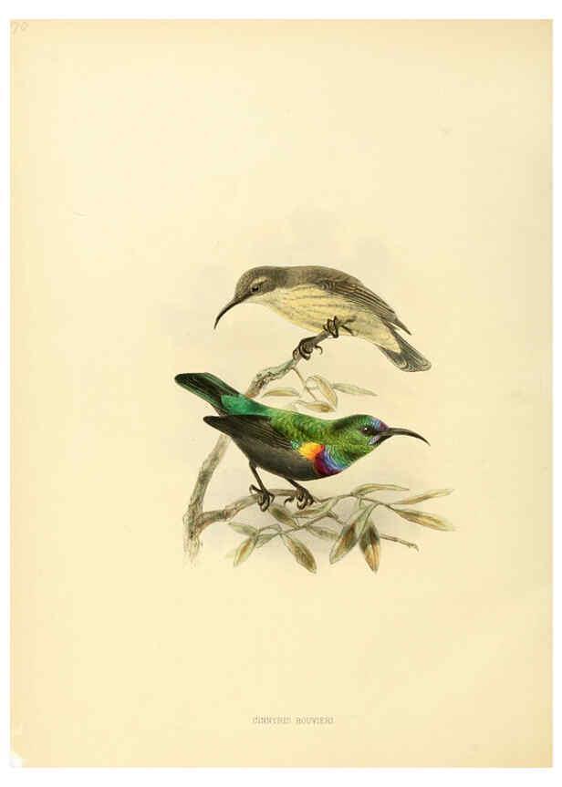 Reproducción/Reproduction 6431110337: A monograph of the Nectariniidae, or, Family of sun-birds London :Published by the author,1876-1880