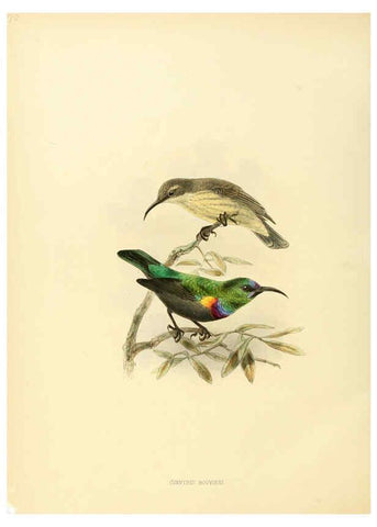 Reproducción/Reproduction 6431110337: A monograph of the Nectariniidae, or, Family of sun-birds London :Published by the author,1876-1880