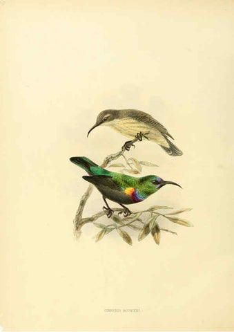 Reproducción/Reproduction 6431110337: A monograph of the Nectariniidae, or, Family of sun-birds London :Published by the author,1876-1880