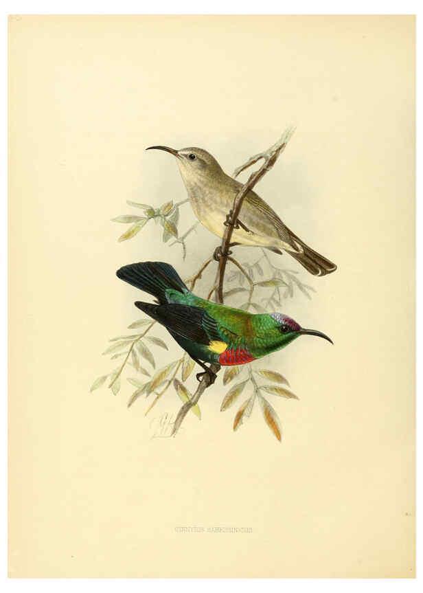 Reproducción/Reproduction 6431107899: A monograph of the Nectariniidae, or, Family of sun-birds London :Published by the author,1876-1880