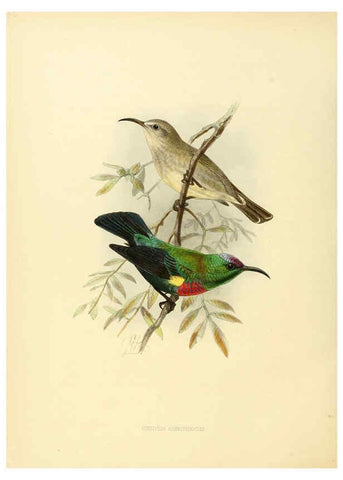 Reproducción/Reproduction 6431107899: A monograph of the Nectariniidae, or, Family of sun-birds London :Published by the author,1876-1880