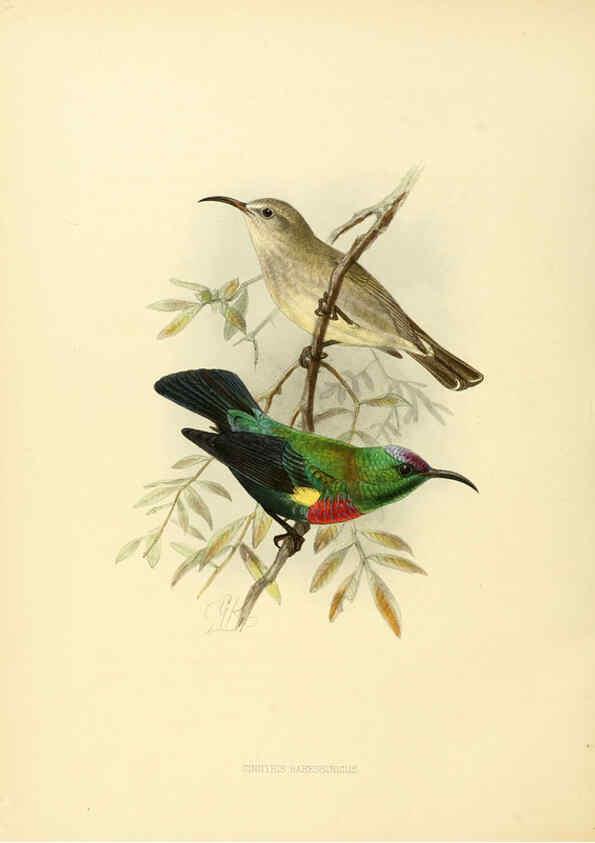 Reproducción/Reproduction 6431107899: A monograph of the Nectariniidae, or, Family of sun-birds London :Published by the author,1876-1880