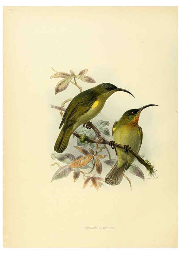 Reproducción/Reproduction 6431118463: A monograph of the Nectariniidae, or, Family of sun-birds London :Published by the author,1876-1880