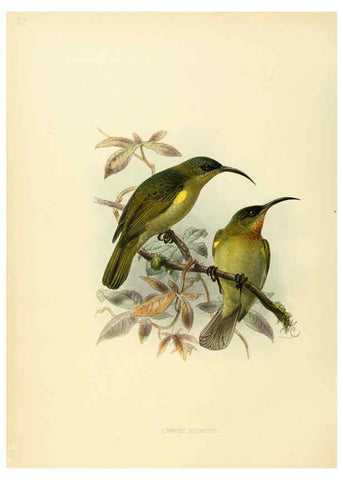 Reproducción/Reproduction 6431118463: A monograph of the Nectariniidae, or, Family of sun-birds London :Published by the author,1876-1880