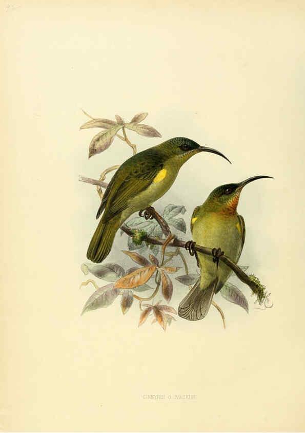 Reproducción/Reproduction 6431118463: A monograph of the Nectariniidae, or, Family of sun-birds London :Published by the author,1876-1880