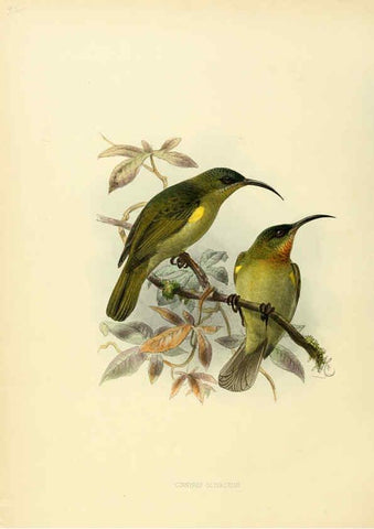 Reproducción/Reproduction 6431118463: A monograph of the Nectariniidae, or, Family of sun-birds London :Published by the author,1876-1880